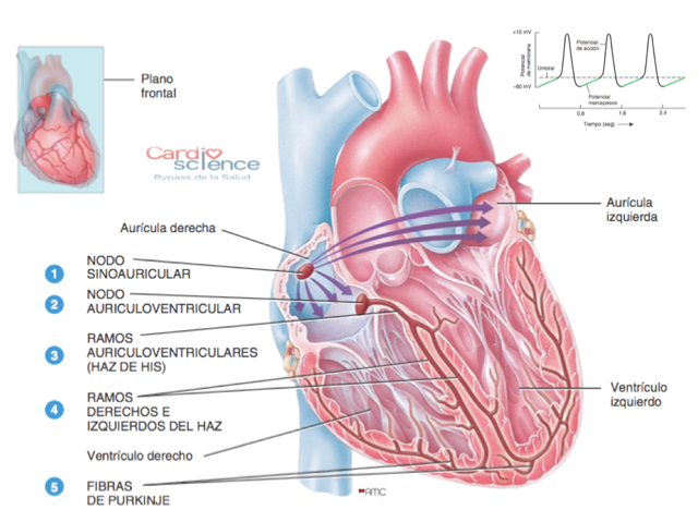 Img 23 Sistema De Conducción Cardiaco Cardio Science